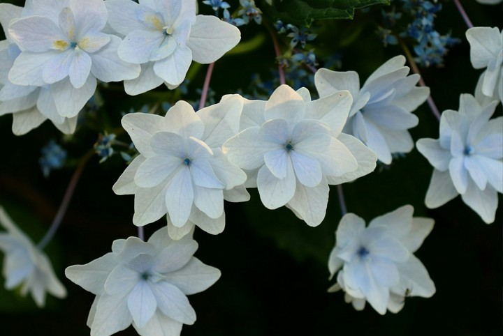 あじさい 紫陽花
