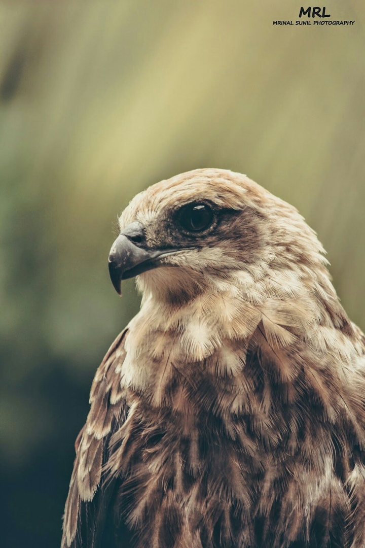 eagle