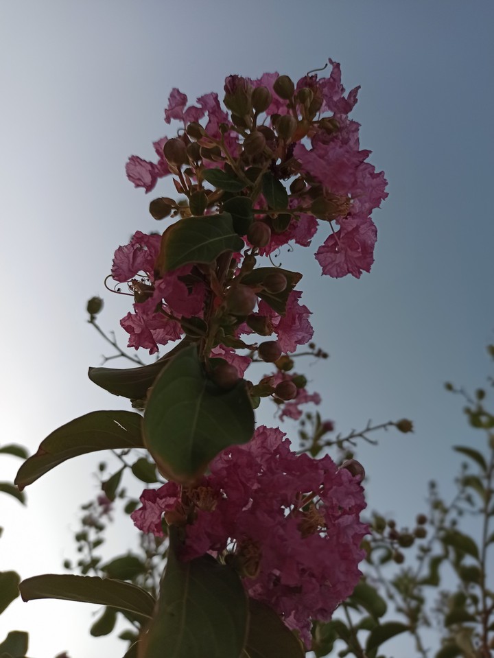 flower
