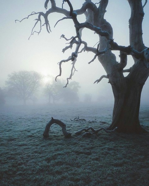 foggy morning