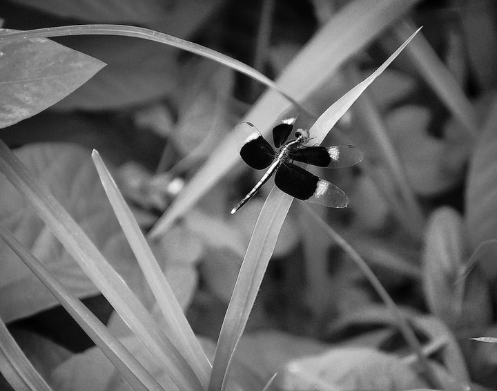 bragonfly.
