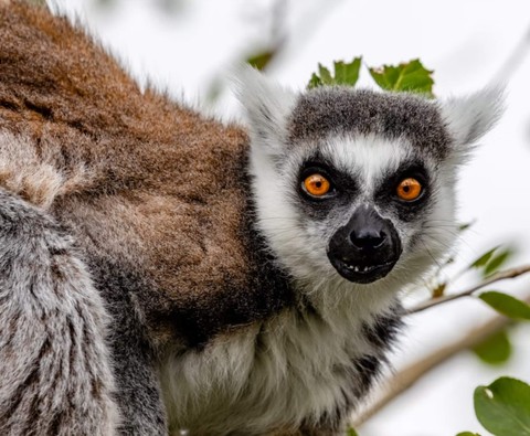 Tail, lemur壁纸