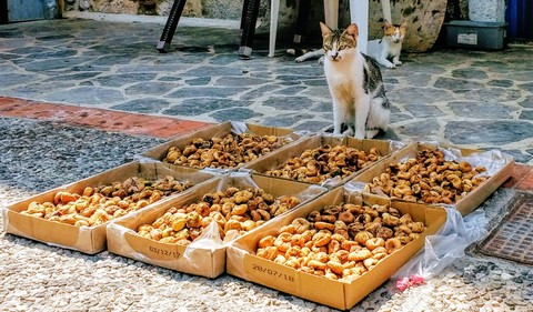 cat selling figs