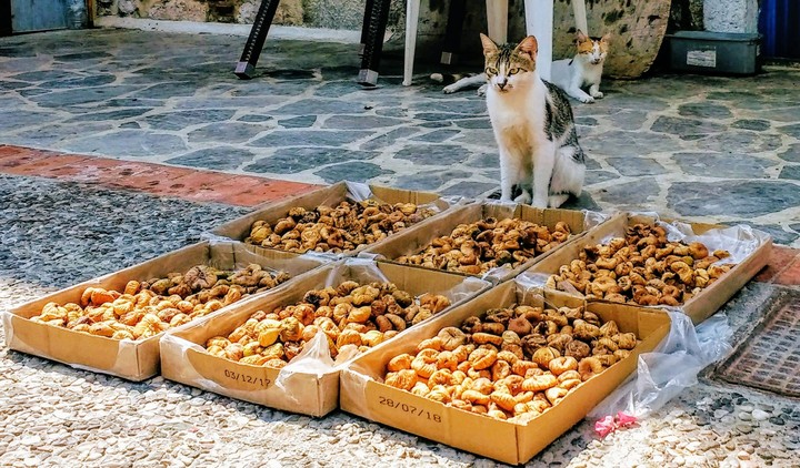 cat selling figs