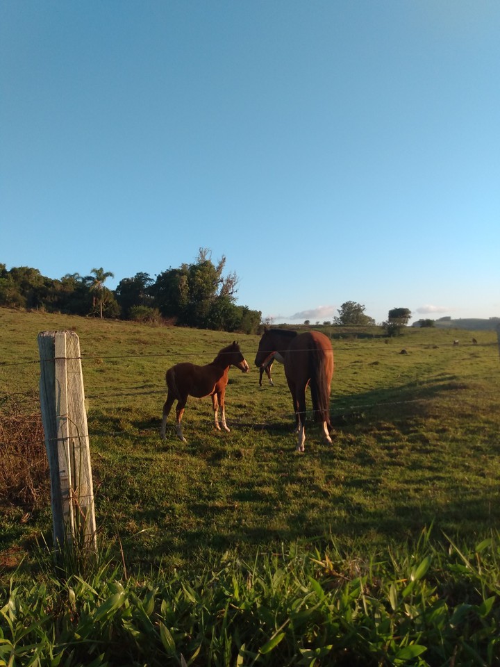 cavalos
