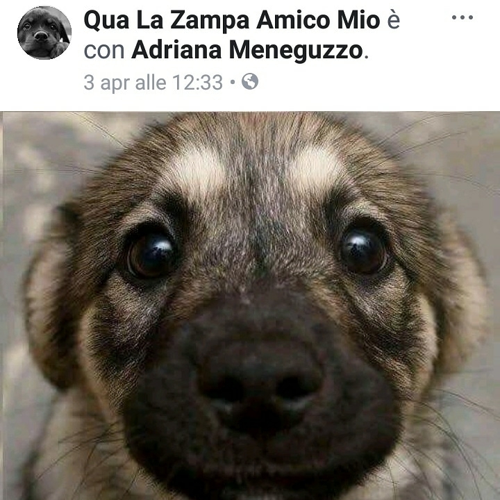 cucciolo