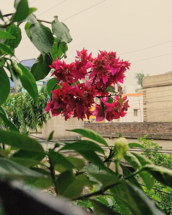 Blooming