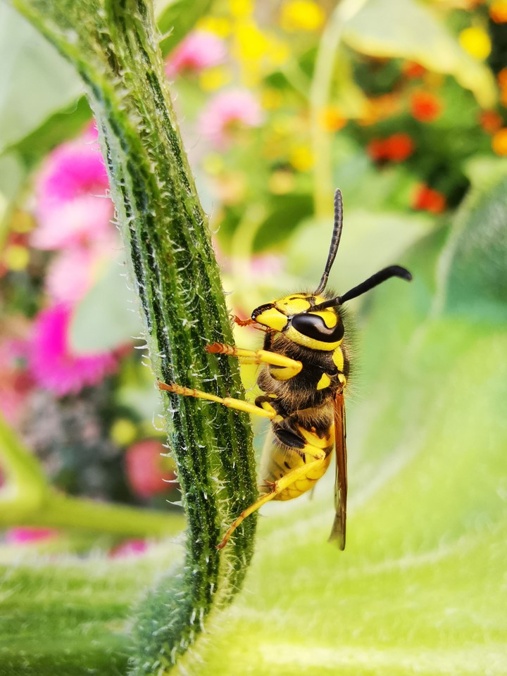 wasp