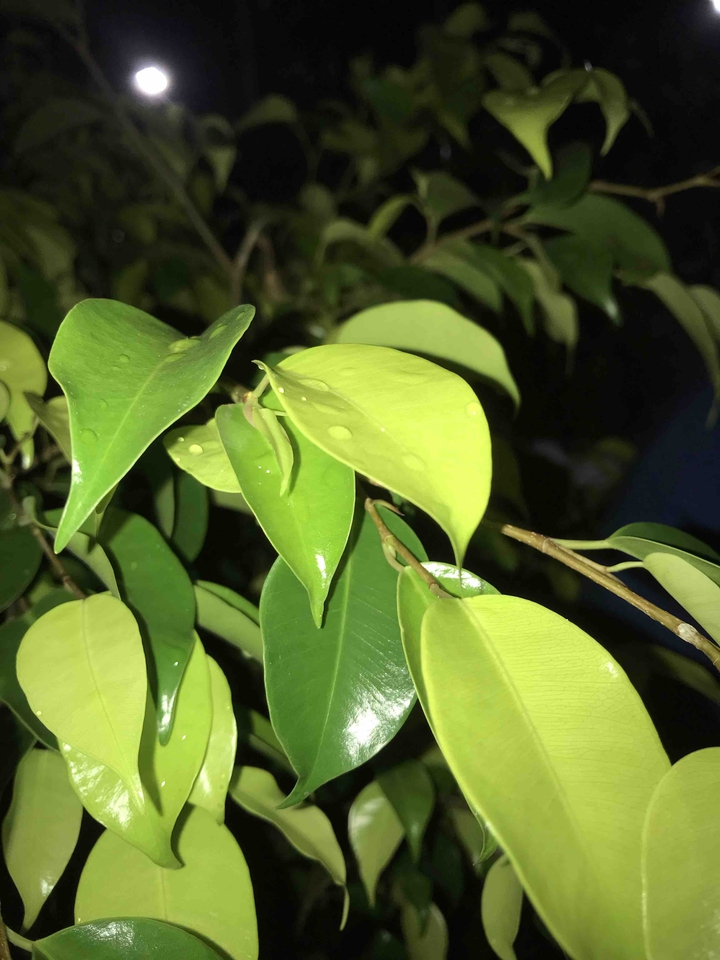 Green leaves