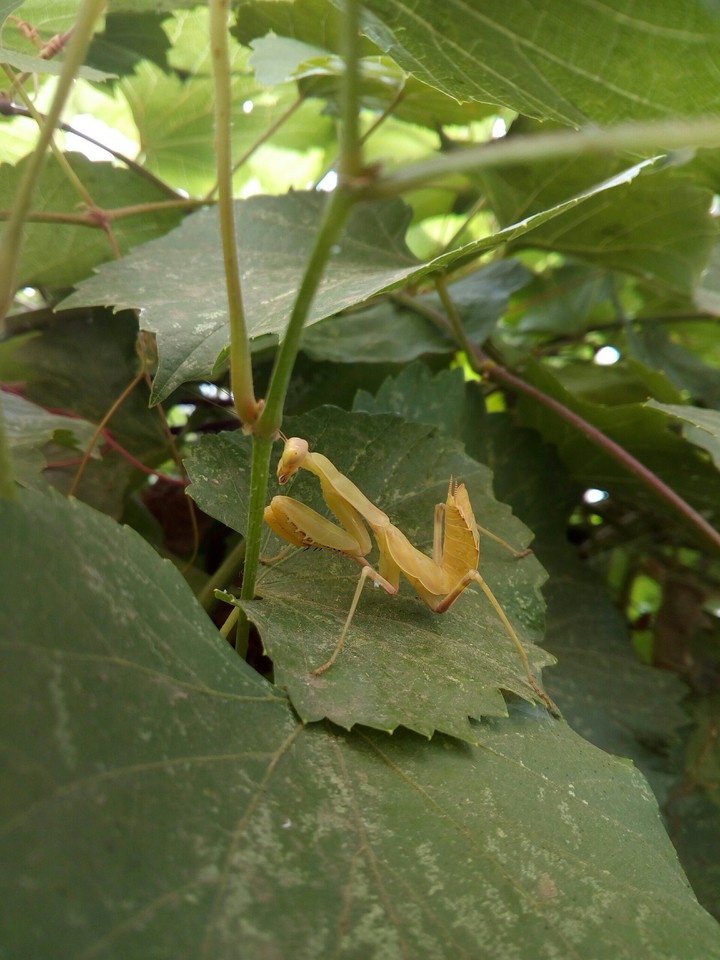 Mantis