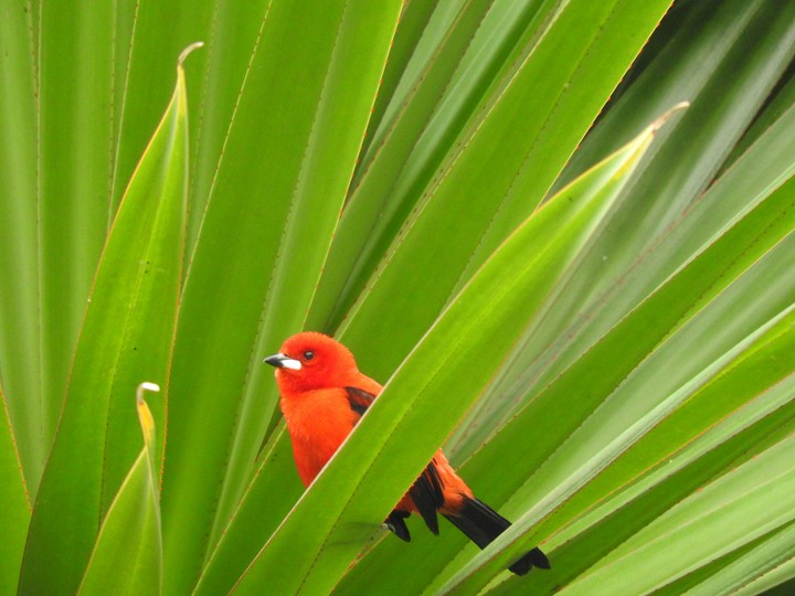 orange bird