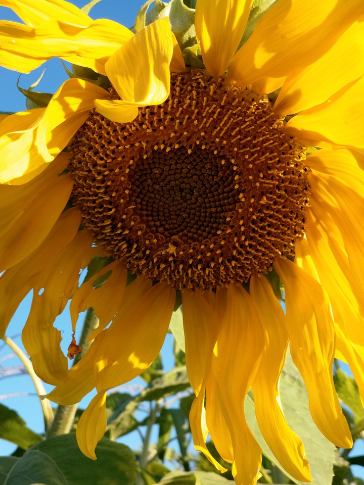 Sunflower. Summer. Sun.  Yellow.