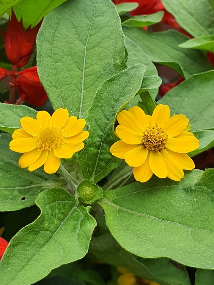 flowers