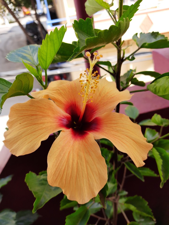 Yellow Hybiscus