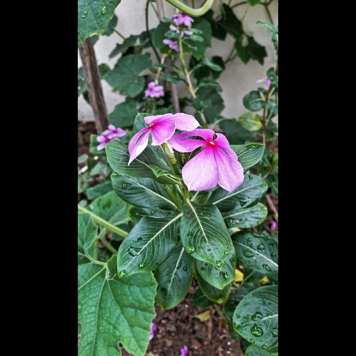 Flower by the Garden