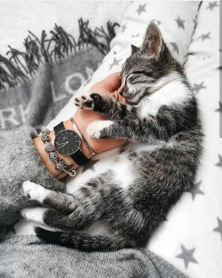 meow
