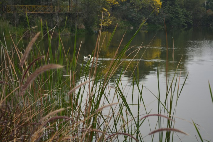 pond