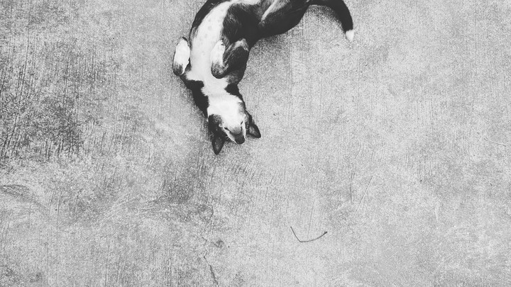 a dog