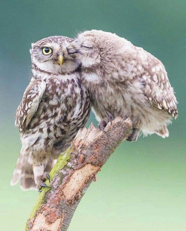 Loving Owls
