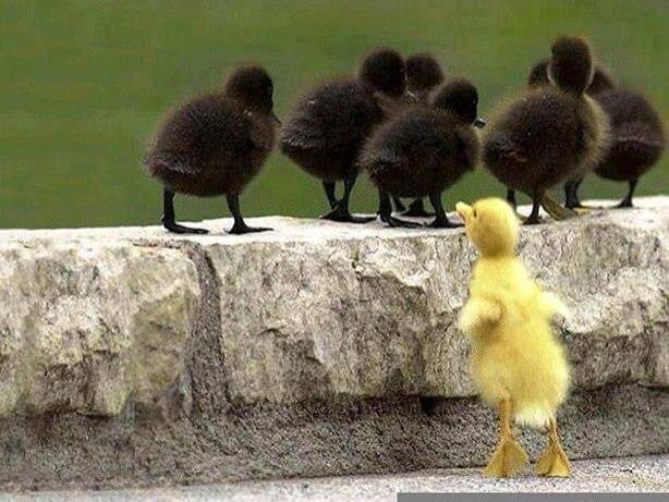 Differences