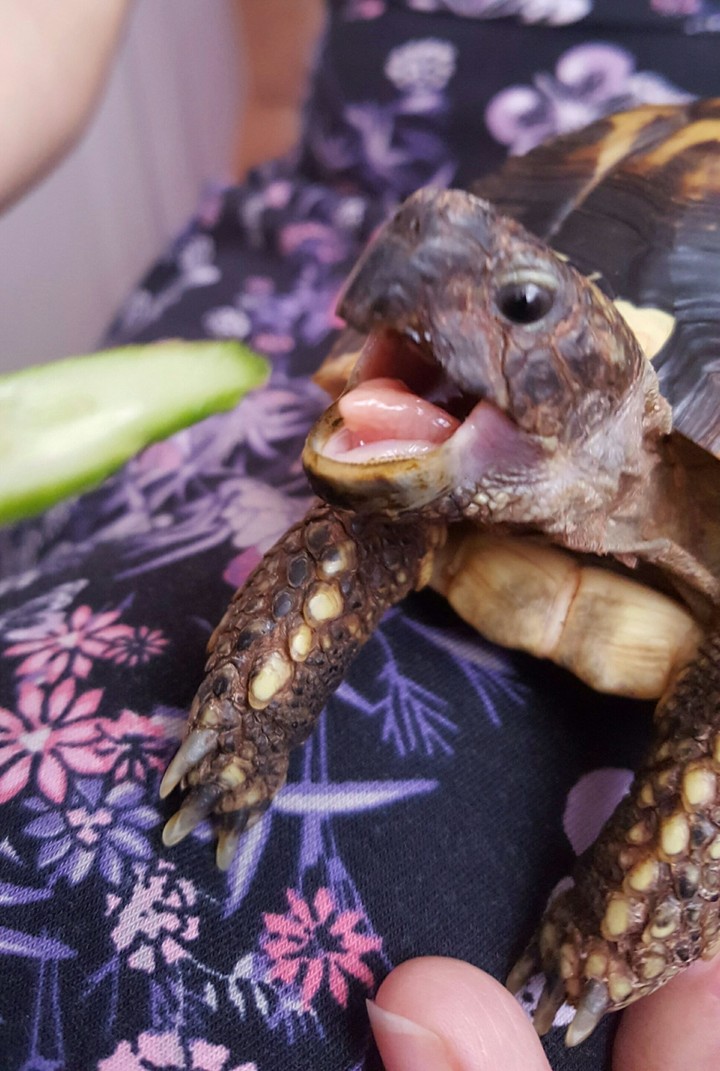 tortoise
