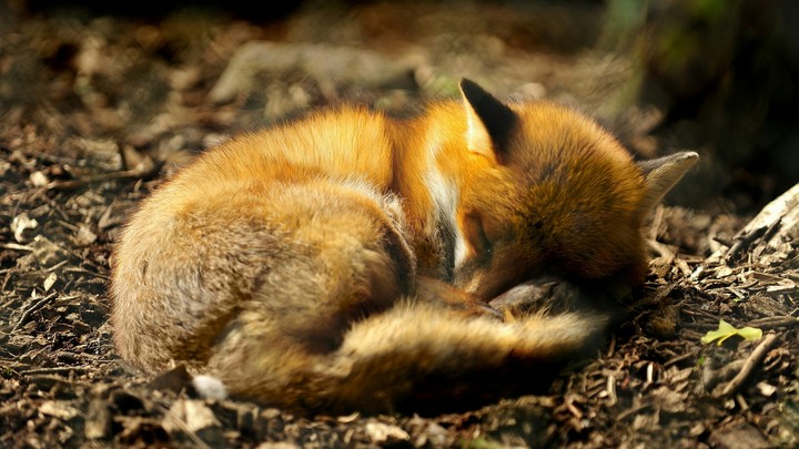 Fox