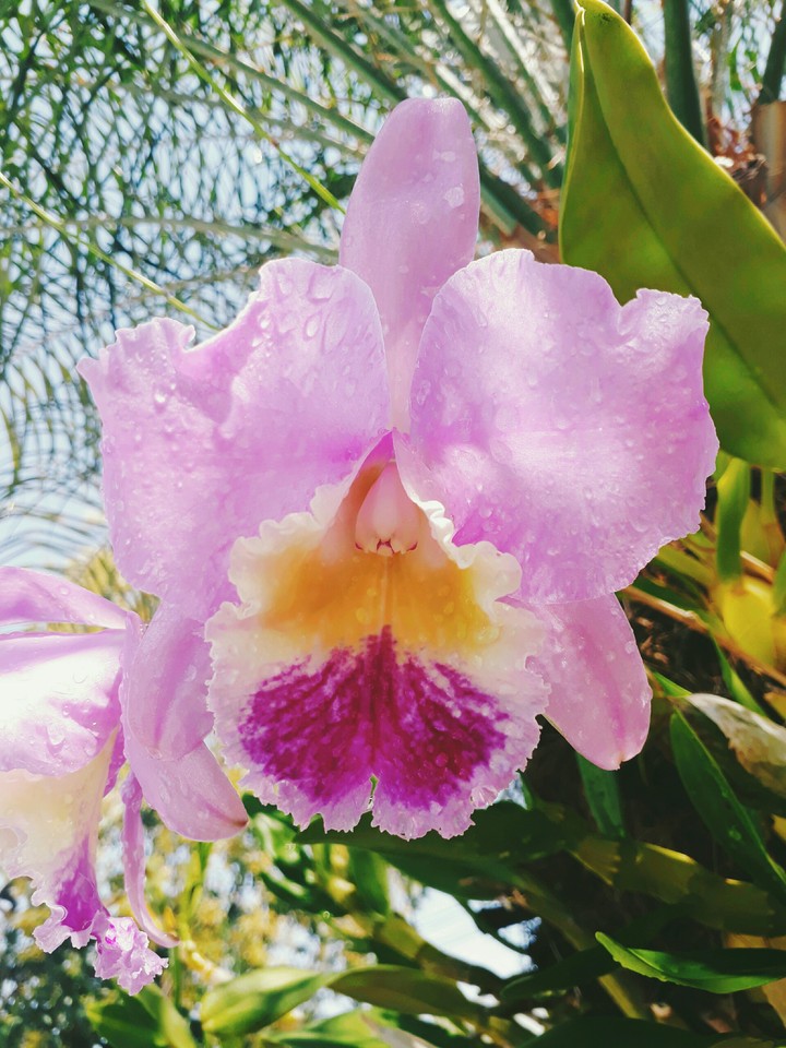 Mom's flower