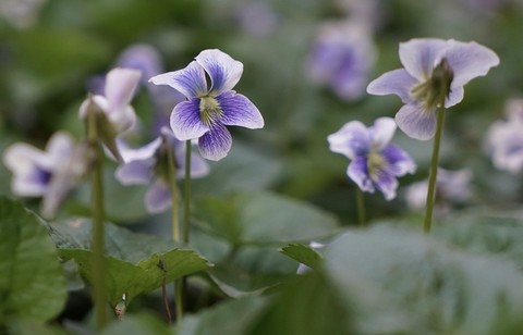 groundcover, 紫色壁纸