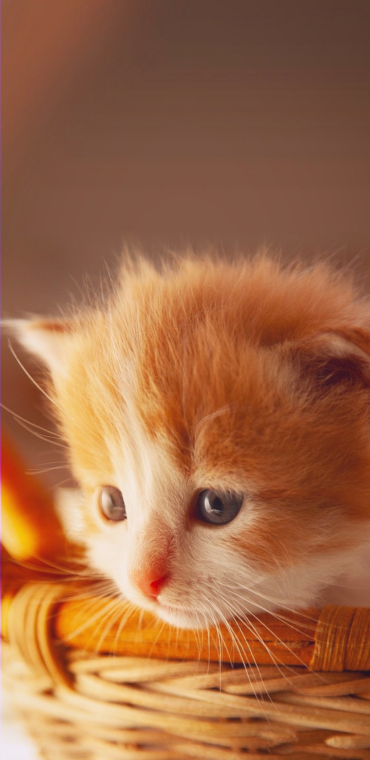 INNOCENT
