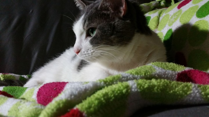 Tommy