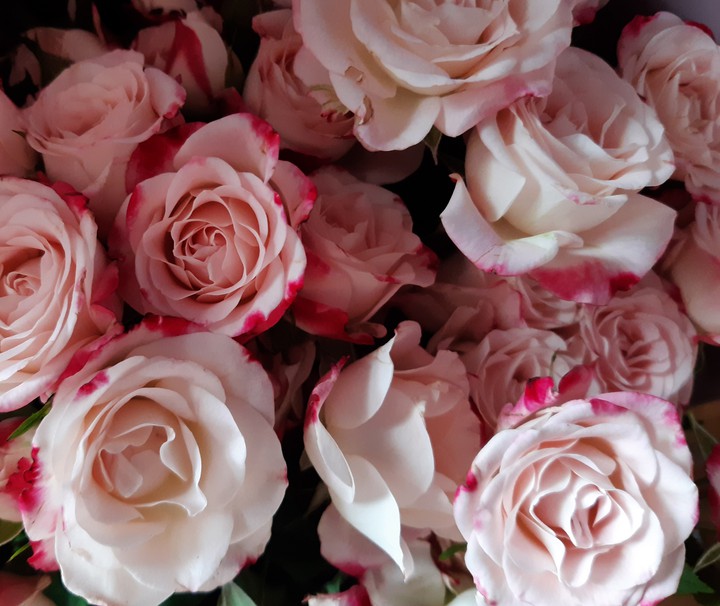 rose