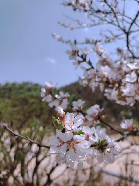 초목, 나뭇가지 배경화면