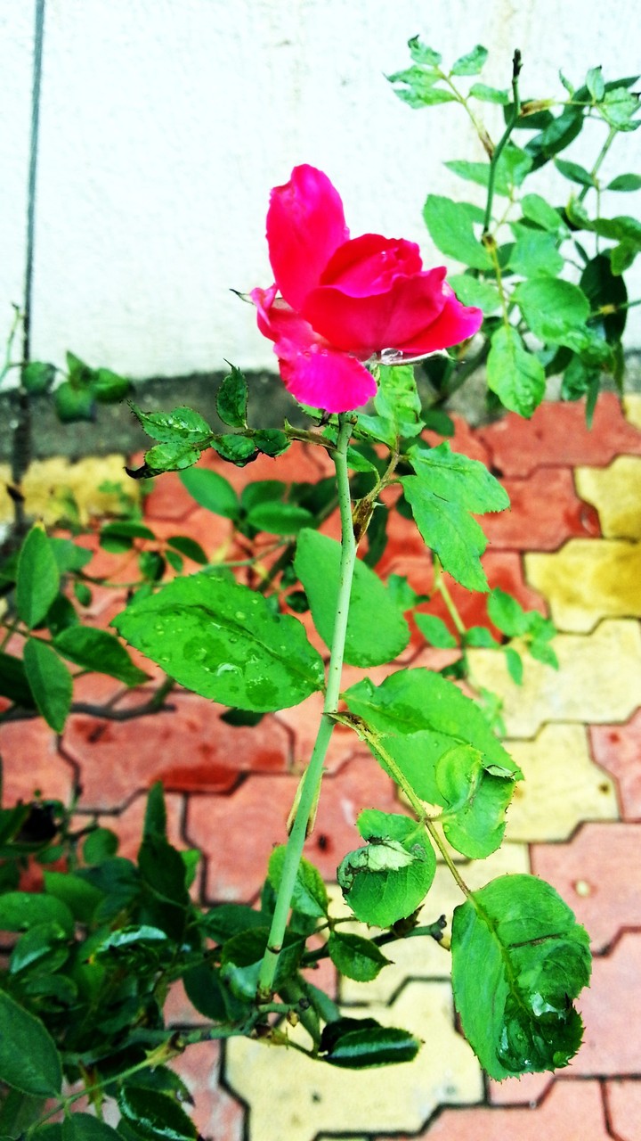 Good morning to all friends