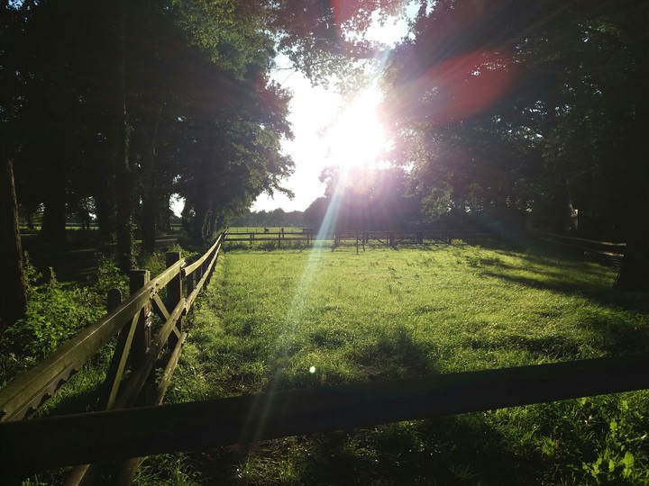 field in dalfsen