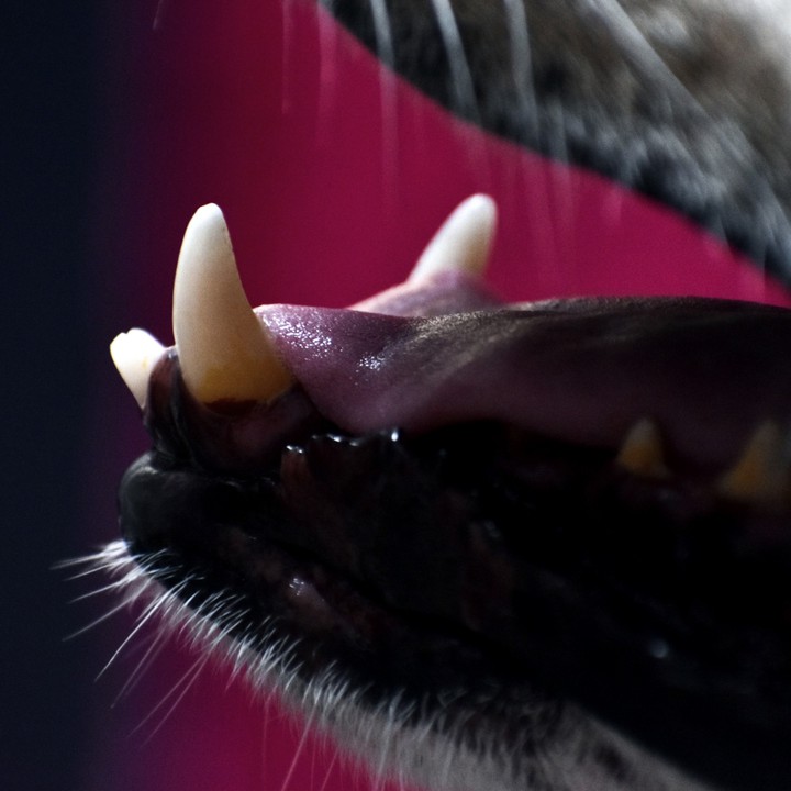 animal teeth focus( copyright image )