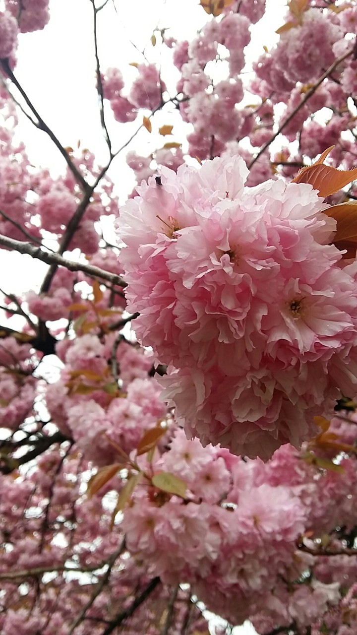 cherry blossom
