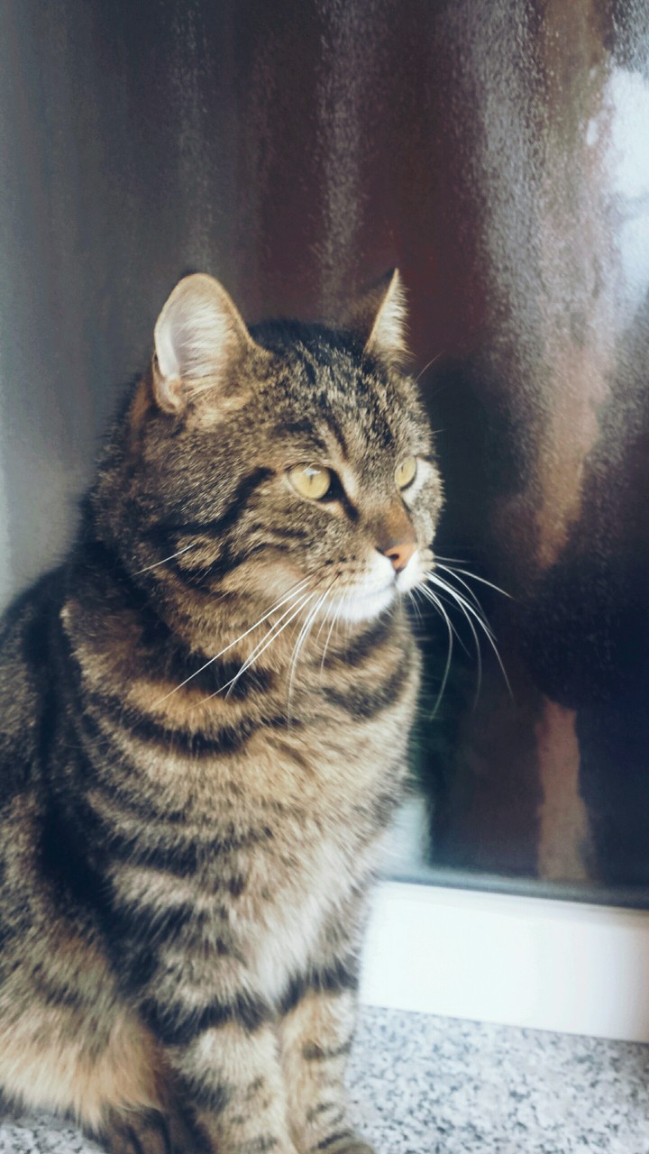 My cat called Tacek (in english something similary like paw)