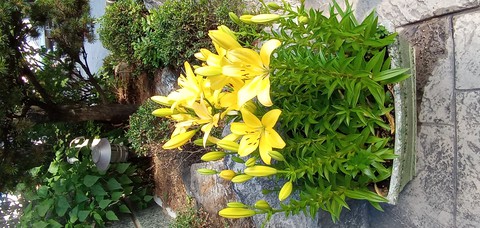 Yellow Flower