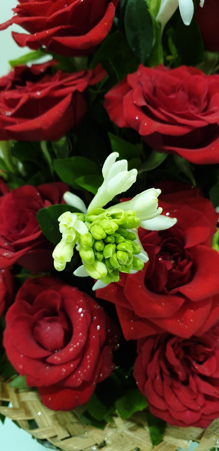 beautiful flower