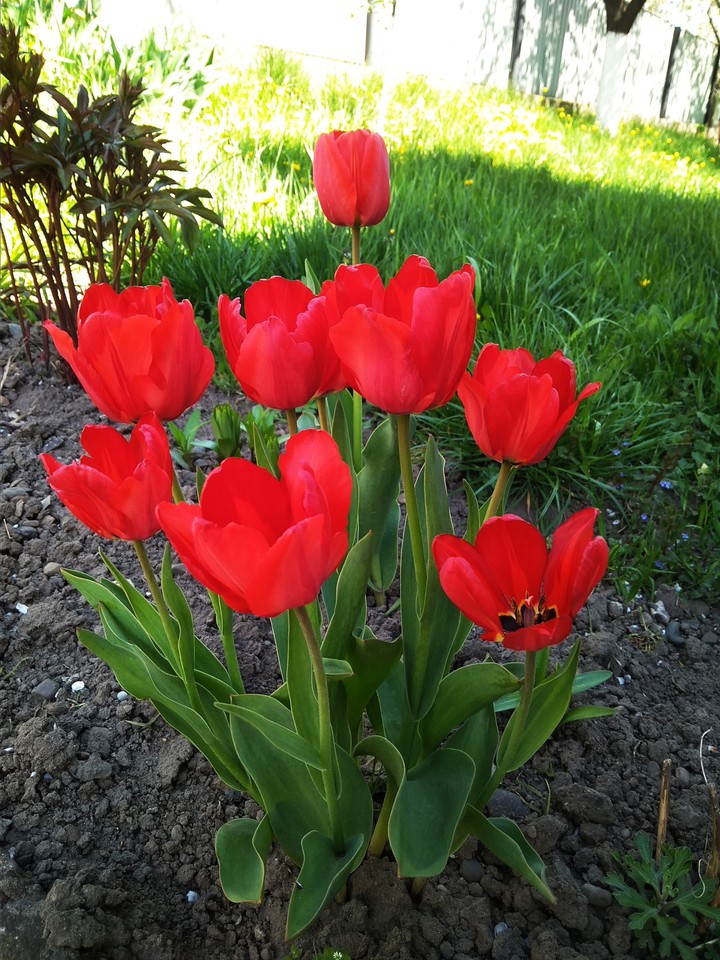 red tulips ♥️?