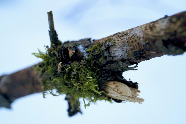branch in macro