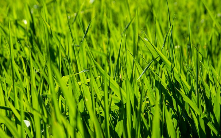 Grass