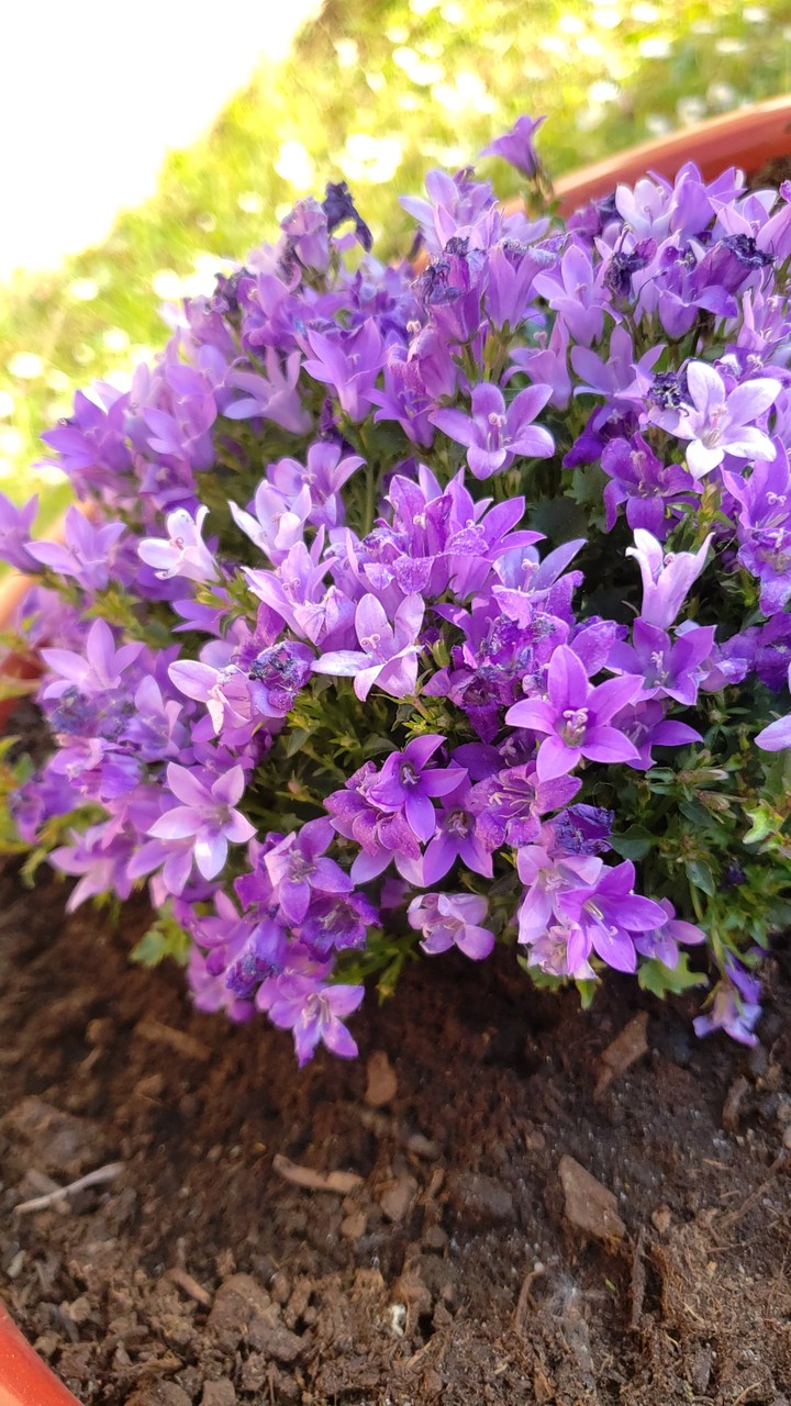 Violet