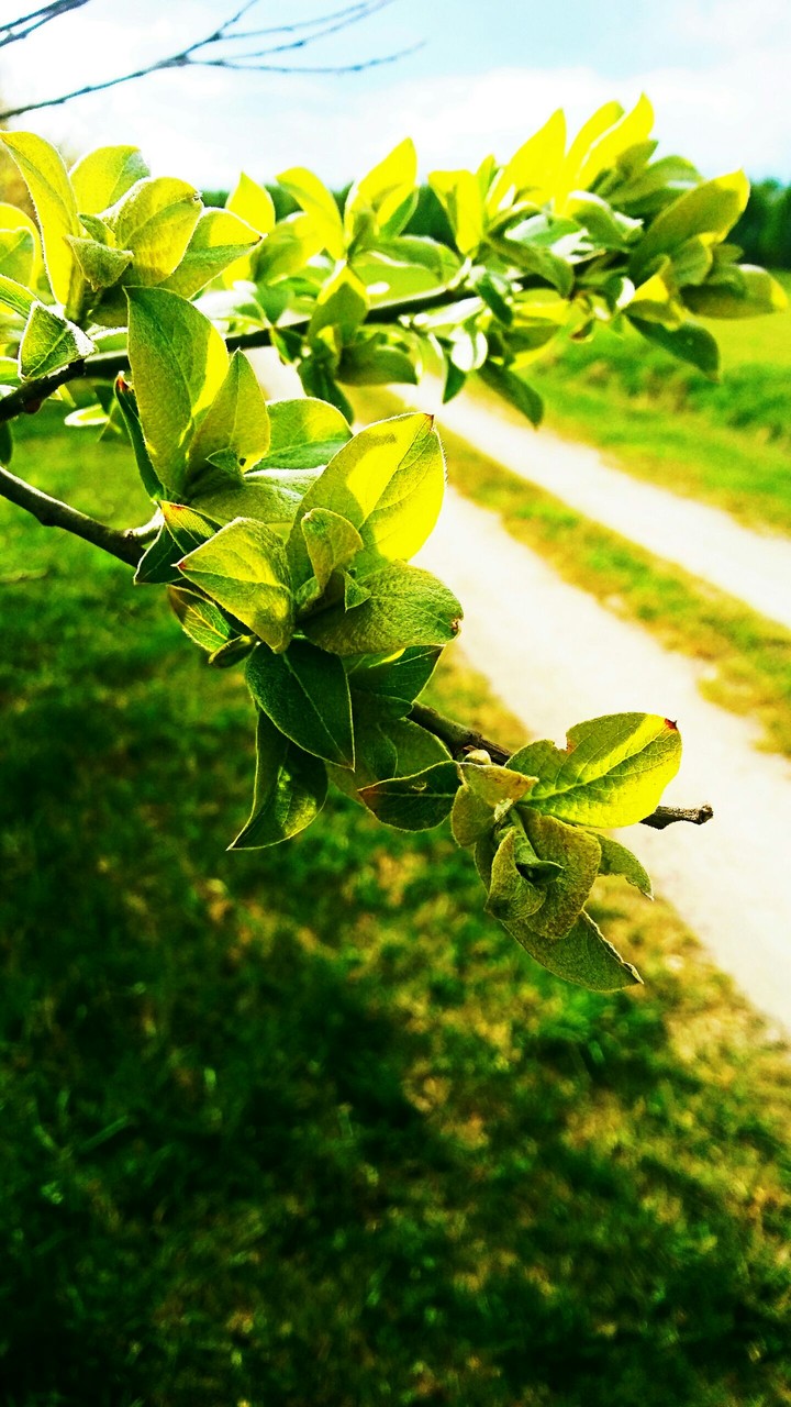 spring 