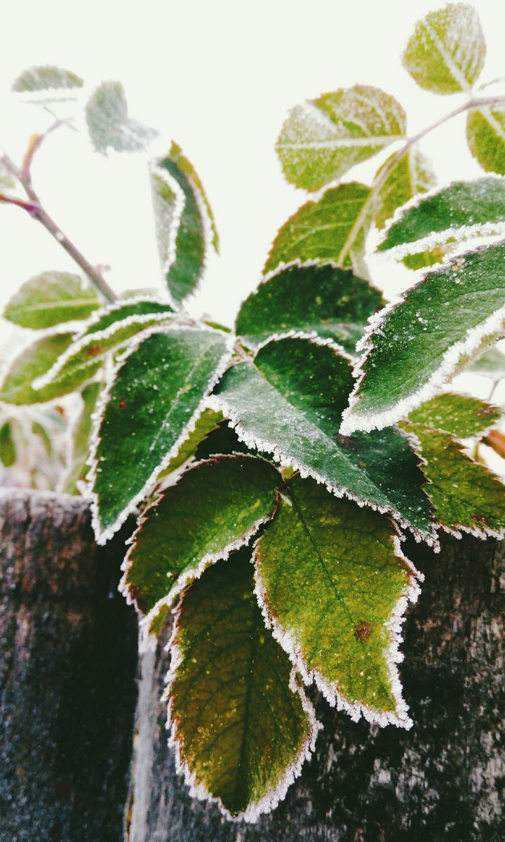 Cold