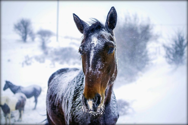 horse in the snow