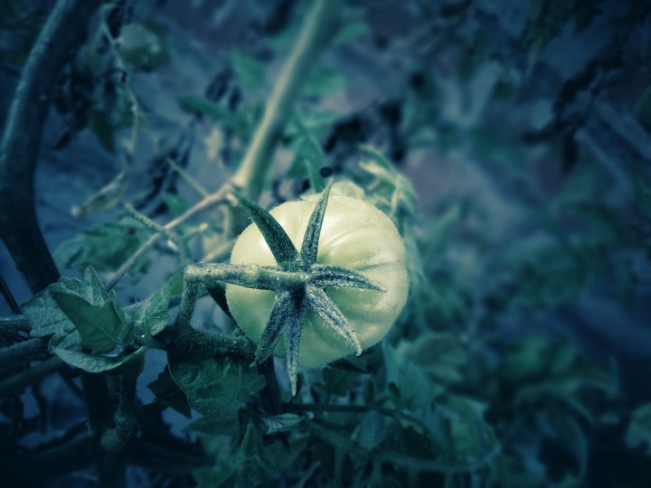 TOMATO ??? berry ??