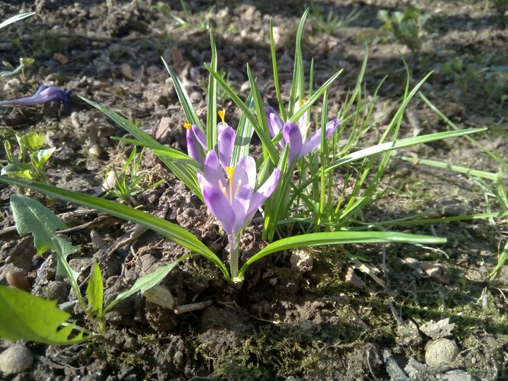 Spring