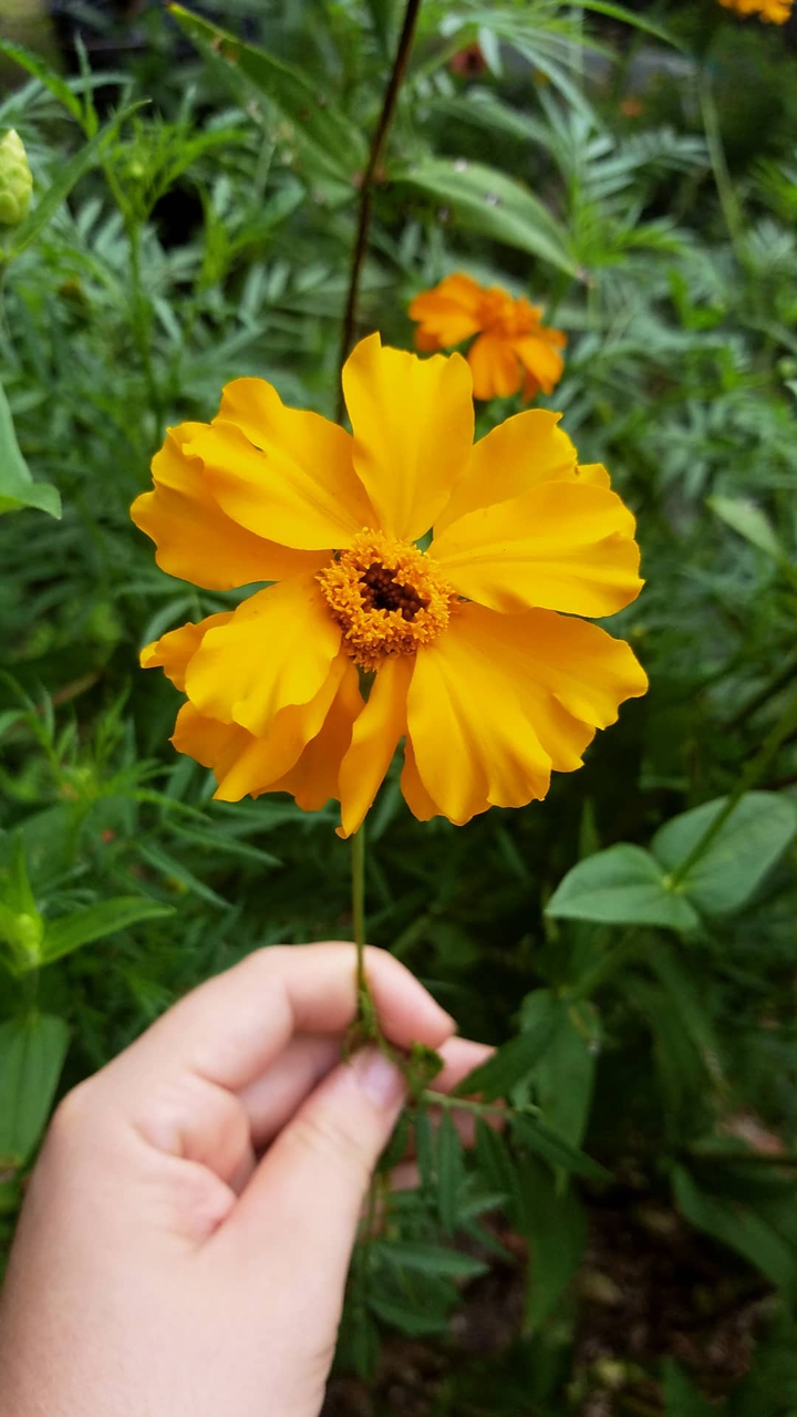 Flor de cempasúchil sencilla