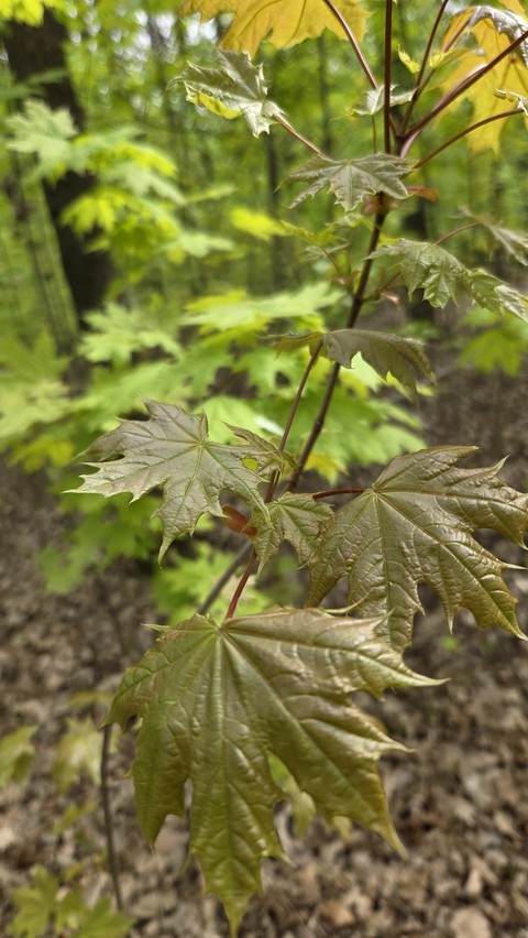 Maple, hemp duvar kağıtları